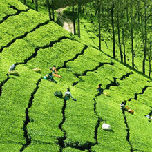 Cream of Kerala Tour