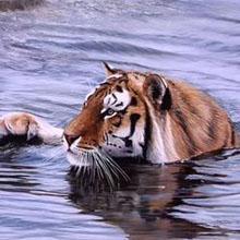 Golden Triangle with Wildlife Tour